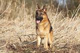 BERGER ALLEMAND 970